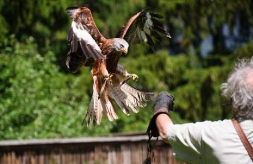 Flugakrobaten im Greifvogelpark Telfes