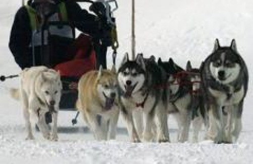 Husky Ranch Angerberg