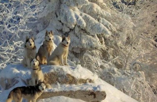 Familienaction auf der Mountain-Wolf-Farm 