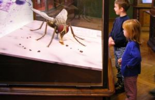 Kindergeburtstag im Naturhistorischen Museum