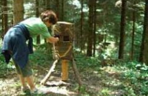 Wald der Kinder in Zell