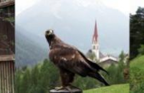 Flugakrobaten im Greifvogelpark Telfes