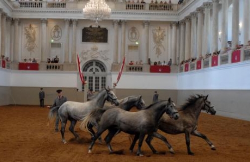 Piber meets Vienna