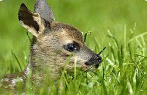 Wildpark bei Schloss Mageregg 