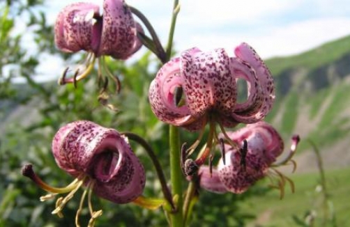 Blumen-Wander-Lehrpfad Faschina