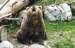 ©Braunbär im Wildpark Cumberland in Grünau