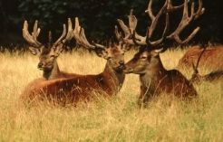 ©Alpenwildpark Pfänder