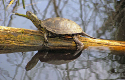 ©Nationalpark Donau-Auen - Dolecek