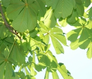 ©Botanisches Zentrum im Naturpark Geschriebenstein