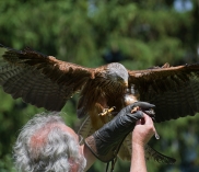 ©Greifvogelpark Telfes