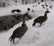 ©Hawaigans im Schnee_Altenfelden