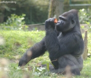 ©Zoo Schmiding bei Wels