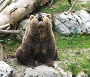 ©Braunbär im Wildpark Cumberland in Grünau