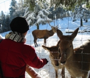 ©Natrupark Hohe Wand / Wildfütterung