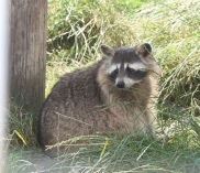 ©tierpark-preding.at