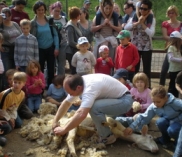 ©Schafscherer am Landgut Cobenzl