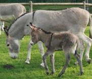 ©Familientag im Tierpark Buchenberg