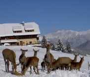 ©Wildpark im Almdorf Lungau