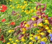 ©steinschaler.dirndlwiki.at