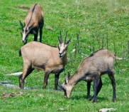 ©www.naturparkdobratsch.info