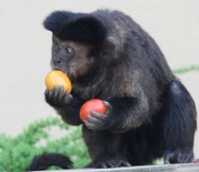 ©Zoo Salzburg