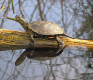 ©Nationalpark Donau-Auen - Dolecek