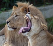 ©Zoo Salzburg Hellbrunn