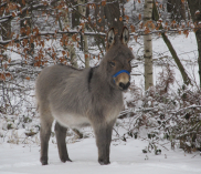 ©eselabenteuer.com