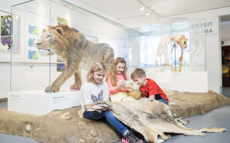 Drei Kinder untersuchen Tierfelle auf dem Fußboden eines Museums, hinter denen in Vitrinen ein Höhlenlöwe und ein prähistorisches Wolfsmodell ausgestellt sind.