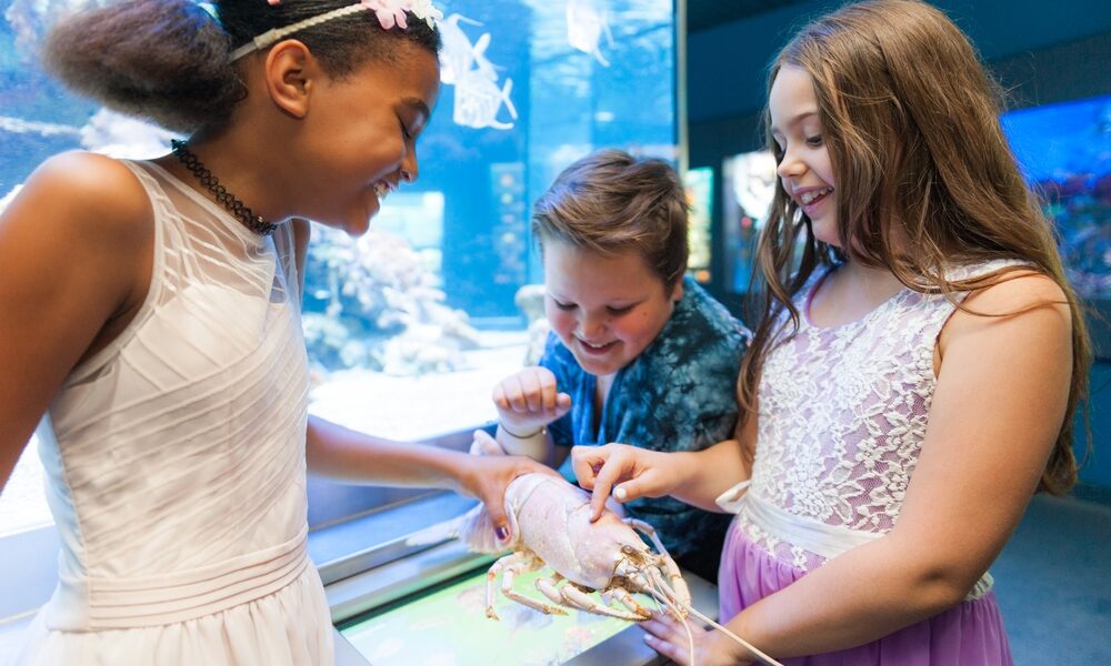Drei Kinder in einem Aquarium berühren einen Hummer in einem Becken, lächeln und interagieren mit dem Meerestier in einer hell erleuchteten Innenumgebung.