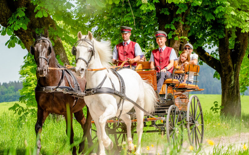 Eine Pferdekutsche mit zwei Fahrern und drei Fahrgästen fährt über einen von Bäumen gesäumten Weg in einer sonnigen, grünen ländlichen Umgebung.