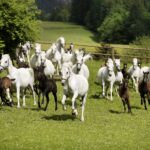 Eine Herde weißer und brauner Pferde läuft über eine grüne Wiese mit Bäumen und einem Holzzaun im Hintergrund.