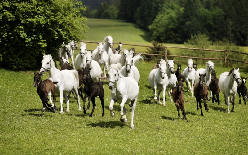 Eine Herde weißer und brauner Pferde läuft über eine grüne Wiese mit Bäumen und einem Holzzaun im Hintergrund.