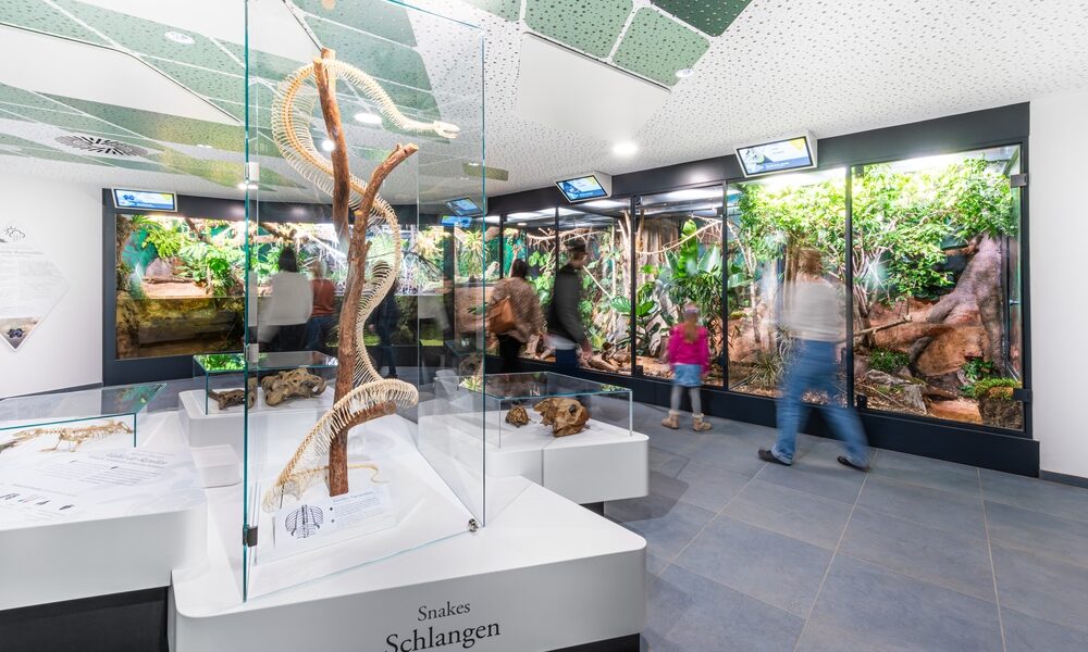 Glasvitrine mit einem Schlangenskelett vor mehreren Terrarien mit lebenden Reptilien in einer gut beleuchteten Museumsausstellung; einige Besucher gehen an den Ausstellungsstücken vorbei.