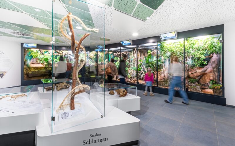 Glasvitrine mit einem Schlangenskelett vor mehreren Terrarien mit lebenden Reptilien in einer gut beleuchteten Museumsausstellung; einige Besucher gehen an den Ausstellungsstücken vorbei.
