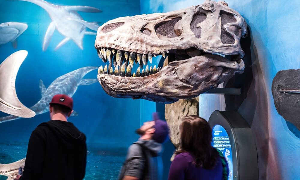 Drei Personen betrachten einen großen Dinosaurierschädel, der an einer Museumswand angebracht ist, während im blauen Hintergrund Modelle von Meeresreptilien zu sehen sind.