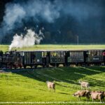 Ein alter Dampfzug fährt durch eine grüne Landschaft mit grasenden Kühen in der Nähe unter einem klaren Himmel.