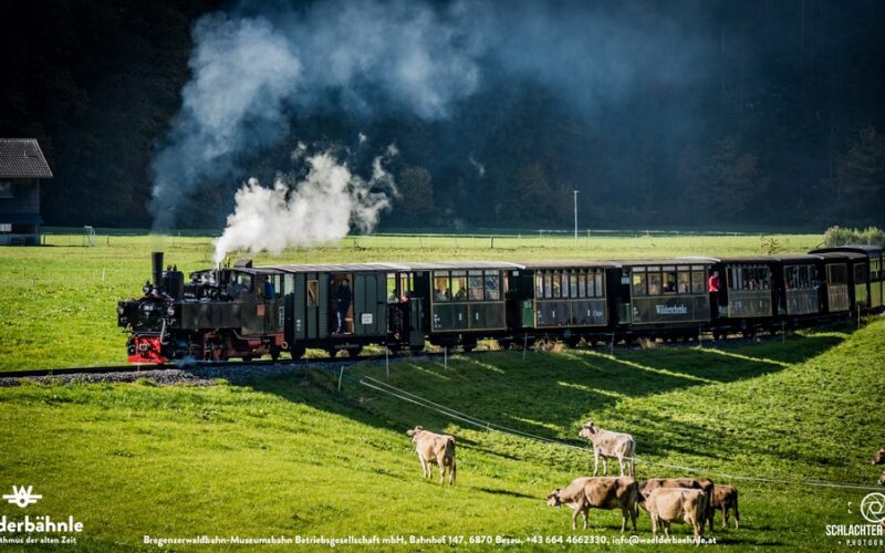 Ein alter Dampfzug fährt durch eine grüne Landschaft mit grasenden Kühen in der Nähe unter einem klaren Himmel.