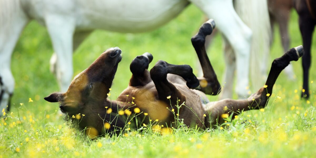 Ein Fohlen liegt auf dem Rücken in einem grasbewachsenen Feld mit gelben Wildblumen, während erwachsene Pferde in der Nähe stehen, teilweise sichtbar.