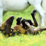 Ein Fohlen liegt auf dem Rücken in einem grasbewachsenen Feld mit gelben Wildblumen, während erwachsene Pferde in der Nähe stehen, teilweise sichtbar.