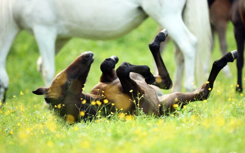 Ein Fohlen liegt auf dem Rücken in einem grasbewachsenen Feld mit gelben Wildblumen, während erwachsene Pferde in der Nähe stehen, teilweise sichtbar.