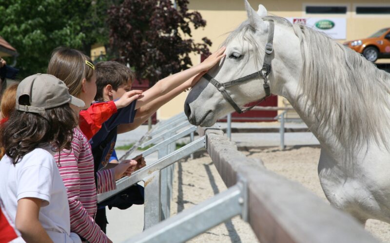 Eine Gruppe von Kindern streichelt ein weißes Pferd, das hinter einem Zaun in einem Freigehege steht, und reicht ihm die Hand.