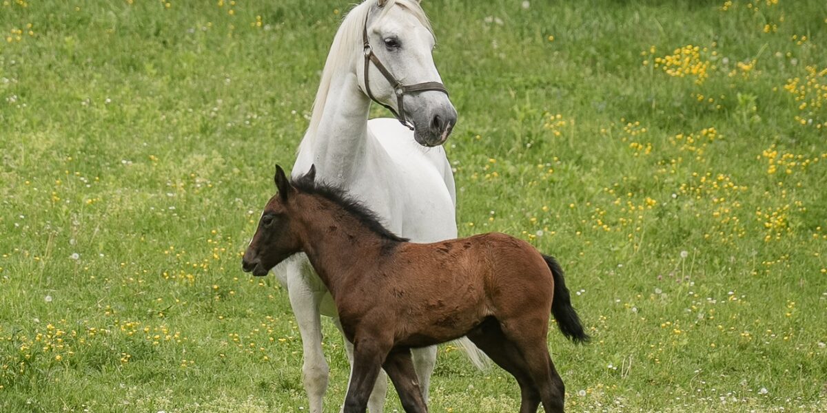 Ein weißes erwachsenes Pferd steht im Gras mit einem dunkelbraunen Fohlen daneben auf einer grünen Wiese mit gelben Wildblumen und Bäumen im Hintergrund.