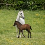 Ein weißes erwachsenes Pferd steht im Gras mit einem dunkelbraunen Fohlen daneben auf einer grünen Wiese mit gelben Wildblumen und Bäumen im Hintergrund.