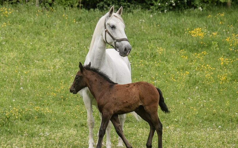 Ein weißes erwachsenes Pferd steht im Gras mit einem dunkelbraunen Fohlen daneben auf einer grünen Wiese mit gelben Wildblumen und Bäumen im Hintergrund.