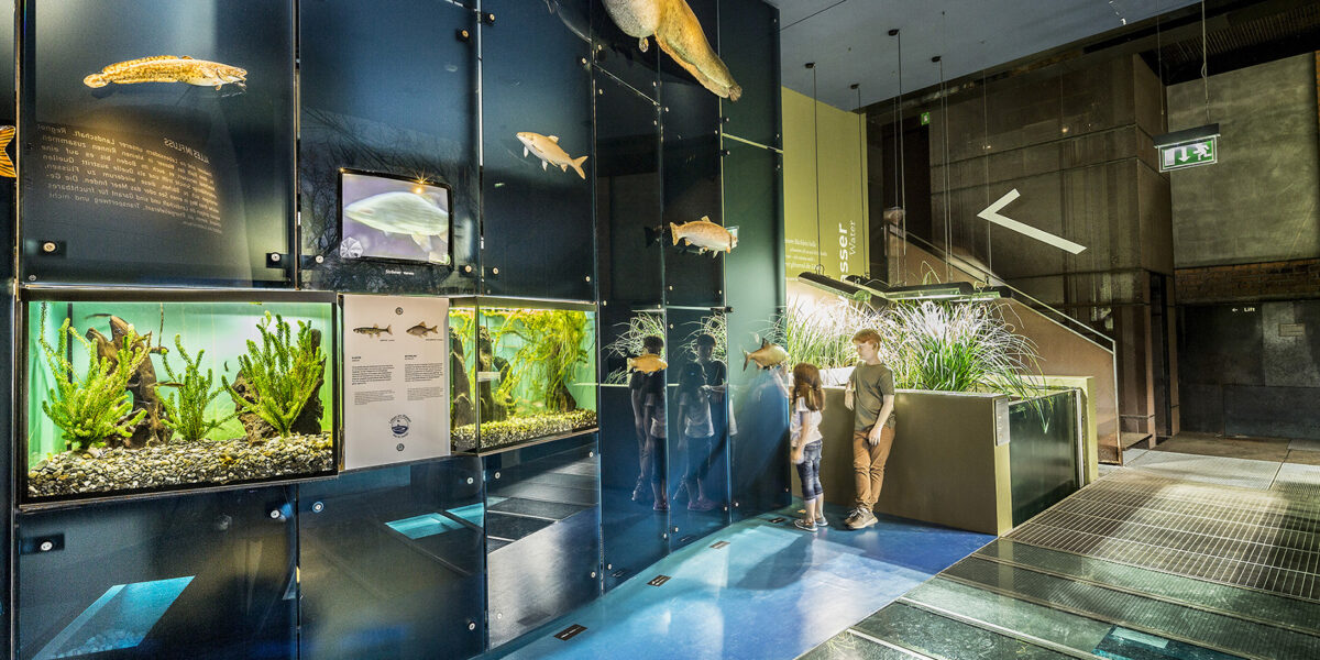 Zwei Personen betrachten Aquarien und konservierte Fische, die vertikal an einer Glaswand in einem modernen Innenaquarium ausgestellt sind.