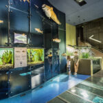 Zwei Personen betrachten Aquarien und konservierte Fische, die vertikal an einer Glaswand in einem modernen Innenaquarium ausgestellt sind.