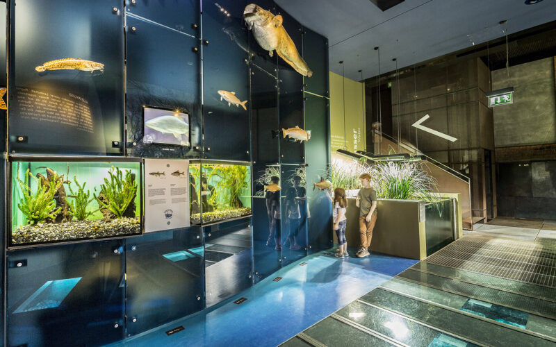 Zwei Personen betrachten Aquarien und konservierte Fische, die vertikal an einer Glaswand in einem modernen Innenaquarium ausgestellt sind.