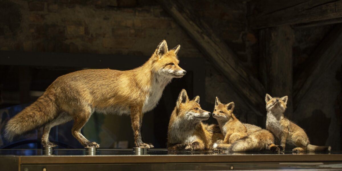 Eine Gruppe von vier präparierten Füchsen, darunter ein erwachsener Fuchs und drei Jungtiere, wird in einer Glasvitrine in einem rustikalen Innenbereich ausgestellt.