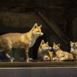 Eine Gruppe von vier präparierten Füchsen, darunter ein erwachsener Fuchs und drei Jungtiere, wird in einer Glasvitrine in einem rustikalen Innenbereich ausgestellt.